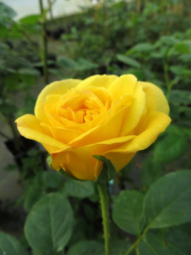 Róża rabatowa 'Arthur Bell'