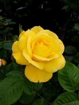 Róża rabatowa 'Arthur Bell'