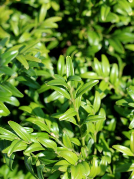 bukszpan-wieczniezielony-angustifolia1.jpg