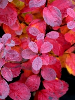 Tawuła brzozolistna jesienna barwa