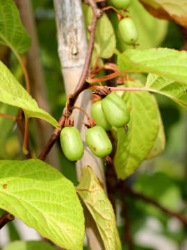 Aktinidia pstrolistna 'Sentyabraskaya' - owoce