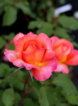 Róża wielkokwiatowa 'Albrecht Durer Rose' PBR