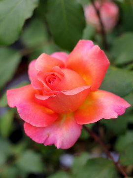 Róża wielkokwiatowa 'Albrecht Durer Rose' PBR