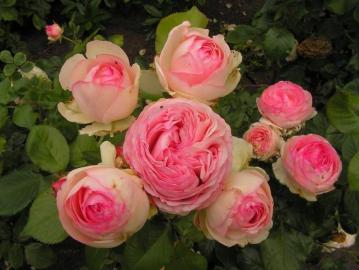 Róża pnąca 'Eden Rose 85' PBR