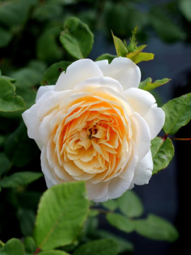 Róża angielska 'Crocus Rose' PBR