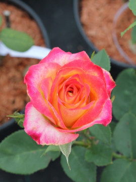 Róża wielkokwiatowa 'Alinka'