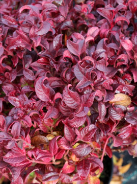 Kiścień 'Curly Red' PBR liście jesienią i zimą