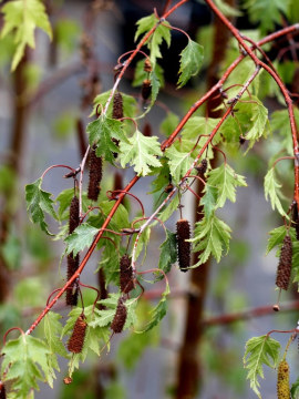 Powcinane liście brzozy brodawkowatej 'Laciniata'