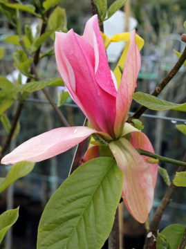 magnolia-daybreak5.jpg