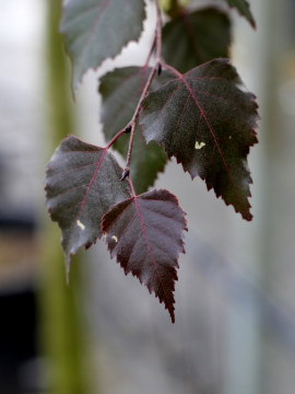 Bordowe liście brzozy brodawkowatej 'Royal Frost'