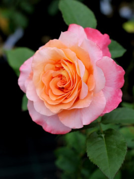 Róża wielkokwiatowa 'Augusta Luise' PBR