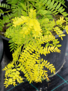 Żółte liście glediczji trójcierniowej 'Sunburst'