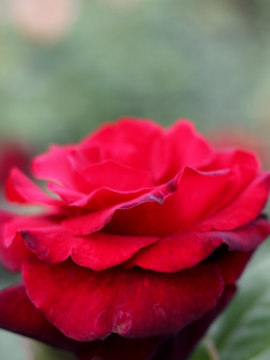 roza-wielkokwiatowa-barkarole2.jpg