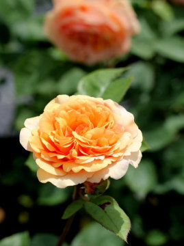 Róża angielska 'Ausfather' CHARLES AUSTIN