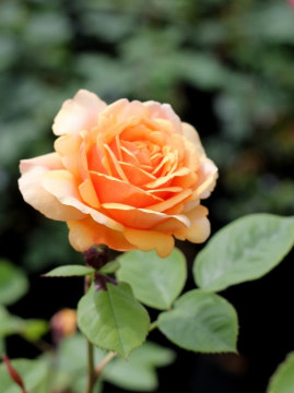 Róża angielska 'Ausfather' CHARLES AUSTIN