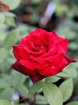 Róża wielkokwiatowa 'Barkarole' PBR
