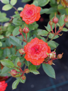 Róża miniaturowa 'Orange Babyflor' PBR