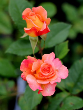 Róża wielkokwiatowa 'Augusta Luise' PBR
