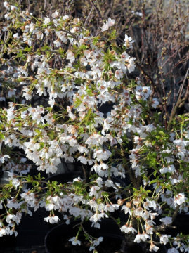 Wiśnia wczesna 'Kojou-No-Mai' - kwiaty