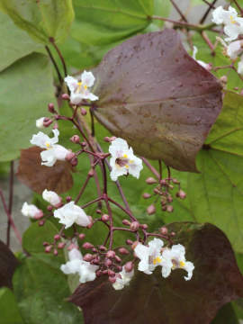 Surmia pośrednia 'Purpurea' - kwiaty