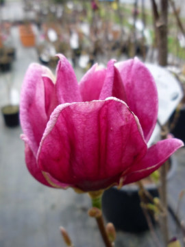 magnolia-posrednia-genie2.jpg