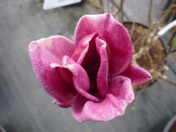  Magnolia pośrednia 'Genie' PBR