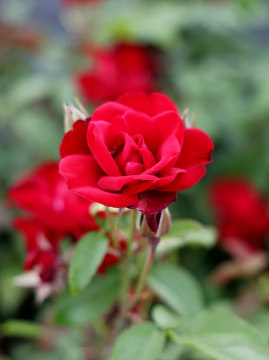 Róża rabatowa 'Europeana'