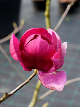 Magnolia Soulange'a 'Black Tulip' PBR