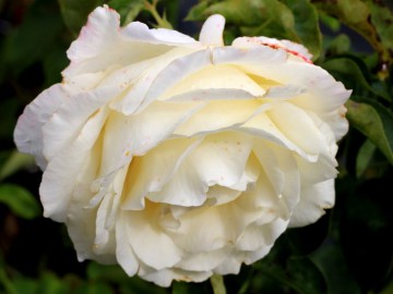 Róża wielkokwiatowa 'Chopin'