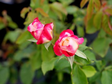 Róża wielkokwiatowa 'Double Delight'