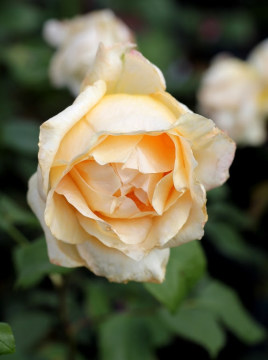 Róża wielkokwiatowa 'Casanova'