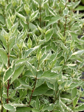 Obrzeżone liście derenia białego 'Sibirica Variegata'
