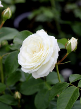 Róża rabatowa 'Alabaster' PBR